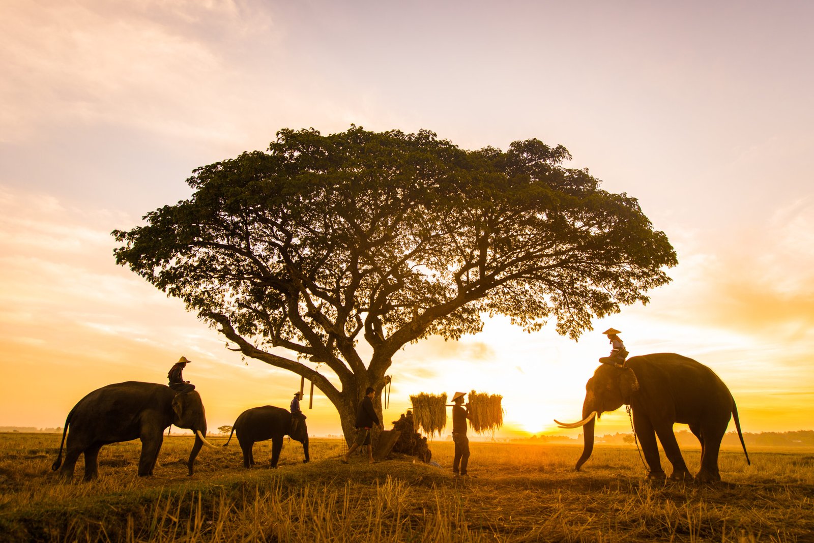 Elephants at sunrise